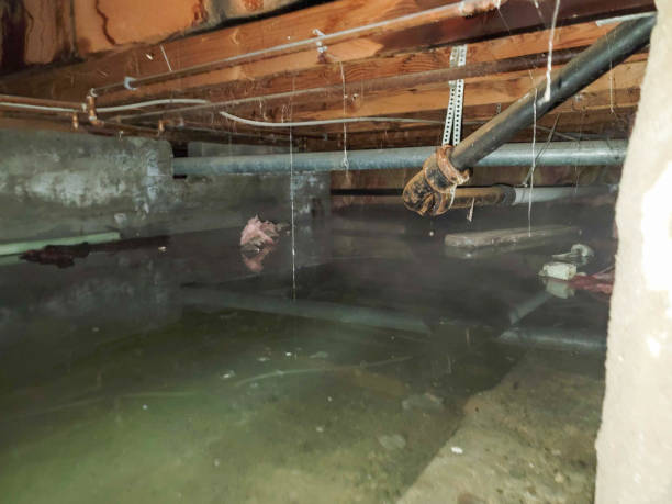 Best Water damage repair service  in Euclid, OH